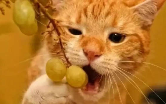 貓前腿瘸了該咋辦