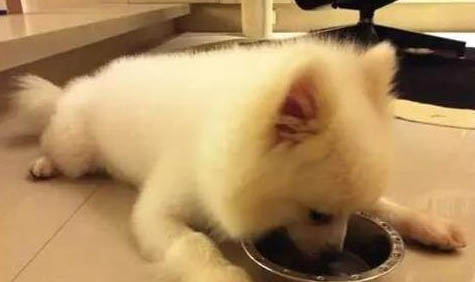 怎么辨別狗狗要驅蟲了