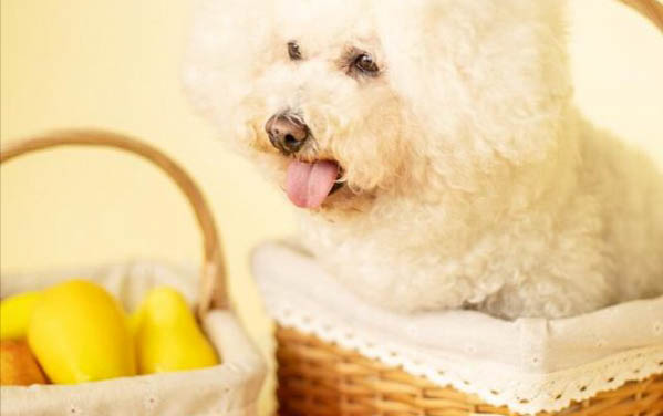 怎樣挑選比熊犬