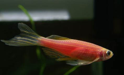 斑馬魚死亡前兆？
