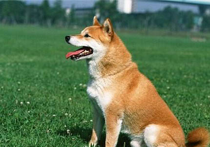 20斤的柴犬一天吃多少克