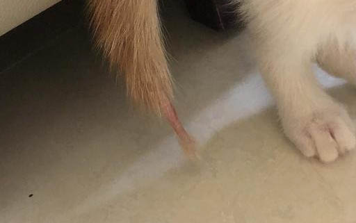 跳蚤粉對貓咪會有什么傷害嗎