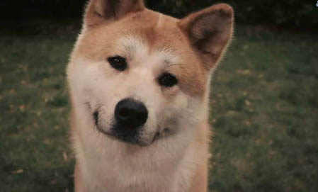 狗狗得狂犬病能活多久