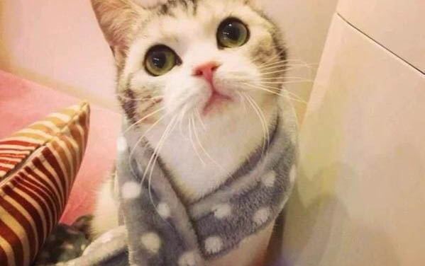 貓生了小貓之后應該給吃什么?