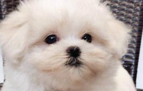 馬爾濟斯犬多少錢一只