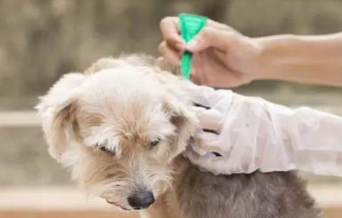 狗狗冠狀晚期癥狀