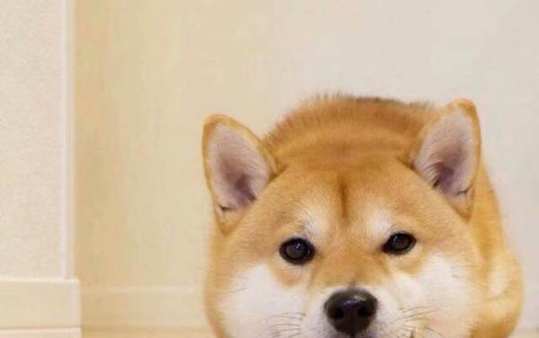 狗狗細小如何治療