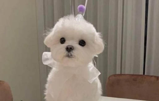 狗狗喘氣急促是犬瘟嗎？