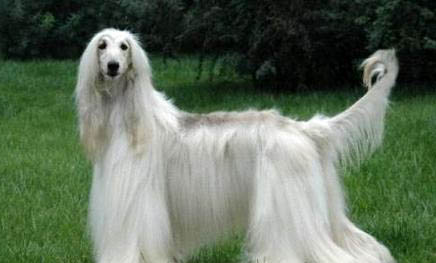 阿富汗獵犬為什么被禁養？