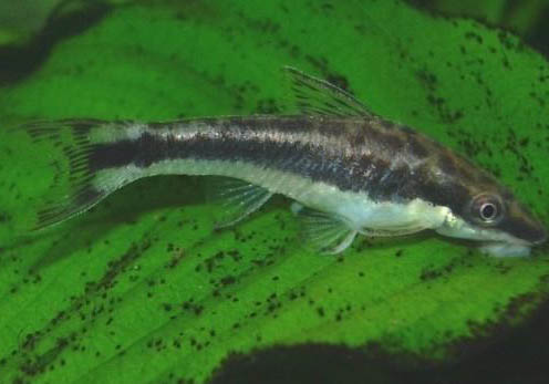 夏天熱帶魚幾天換水
