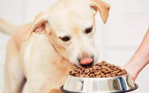 拉布拉多幼犬狗糧哪個牌子好