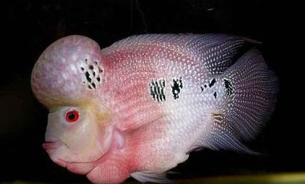 羅漢魚的飼養方法