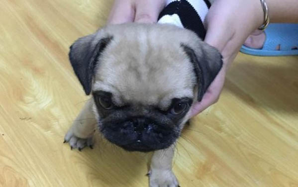 巴哥和法斗哪個更臭？