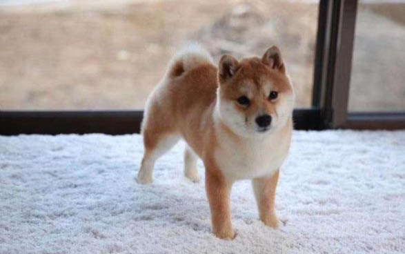 禁養犬名單