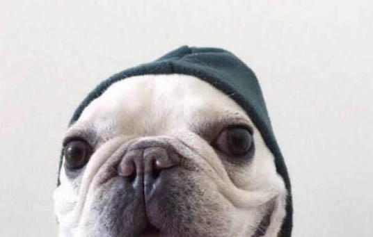 法國斗牛犬吃什么