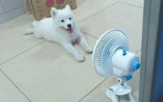 狗狗為什么撅屁股呢
