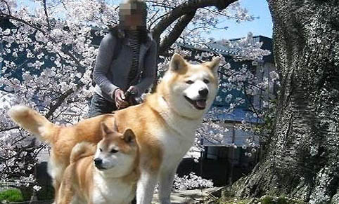 血統(tǒng)純正雌柴犬都吃什么