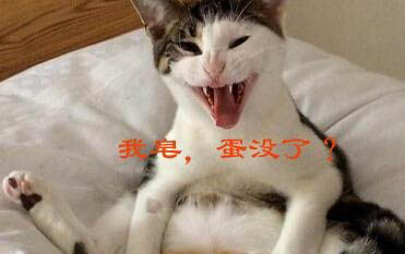 狗狗夏天太熱了怎么辦