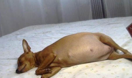 犬瘟熱貧血吃什么