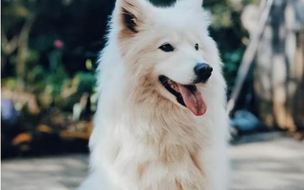 狗狗晚上不睡覺異常興奮怎么回事
