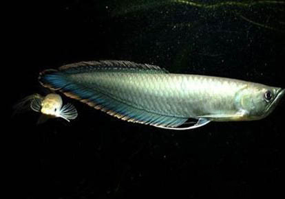金龍魚不喂會餓死嗎