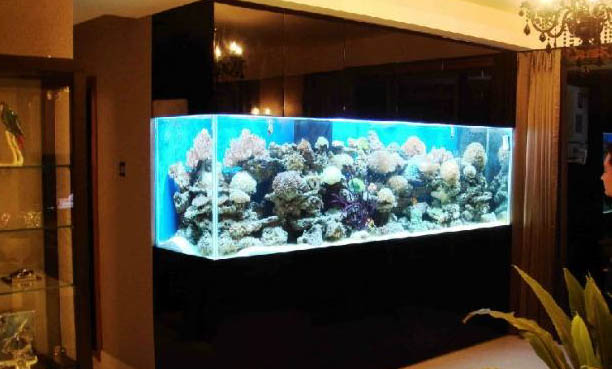 孔雀魚魚缸養(yǎng)水草好嗎