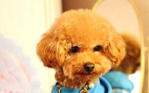 怎么判斷小狗有沒有狂犬病毒