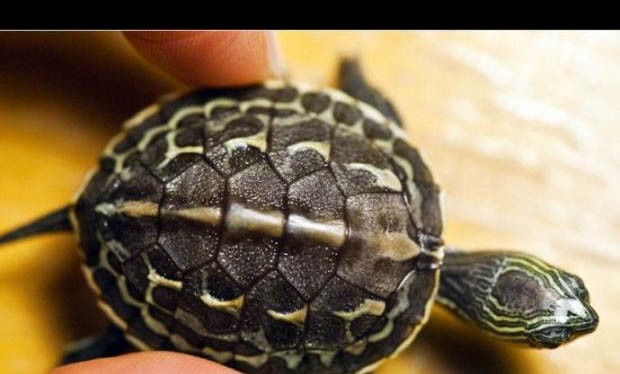 中華花龜可以人工飼養嗎