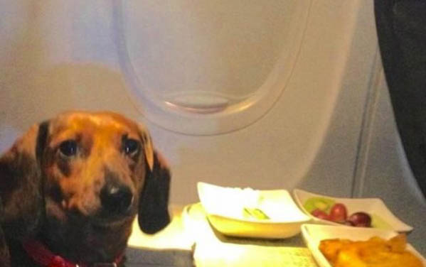 狗狗體外驅蟲藥多久見效