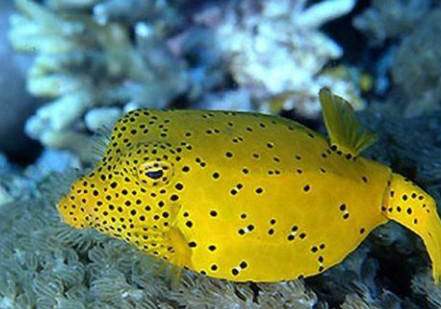 清缸有哪些魚