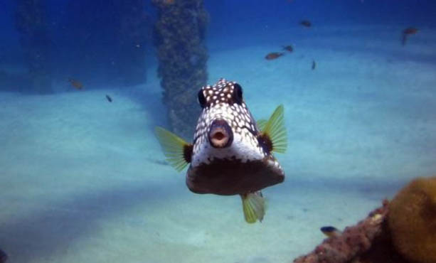 養魚不能開燈嗎？