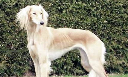 維希拉獵犬太瘦的原因及處理方法