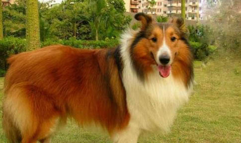 蘇格蘭牧羊犬不愛吃東西的原因都是什么
