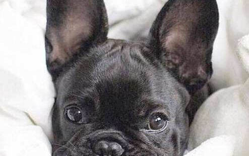 法國斗牛犬不愛吃東西的原因都是什么