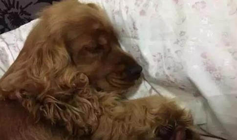 狗狗白內障不能吃什么好